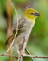 Cape canary - yellow bird with amber eyes in natural environment