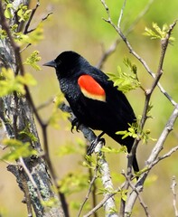 Red winged blackbird perched on branch