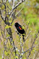 Red winged blackbird perched on branch