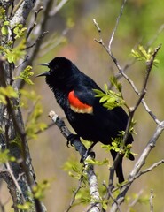 Red winged blackbird perched on branch