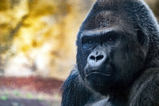 silverback king gorilla face close up eyes contact looking at you