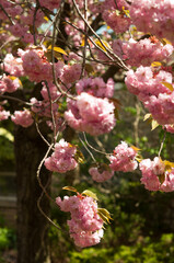 pink blossoms in spring