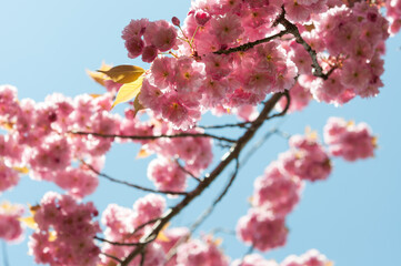 pink blossoms in spring