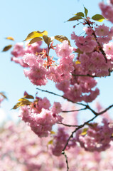 pink blossoms in spring