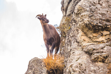 Mountain goat on the rocks. Nepal