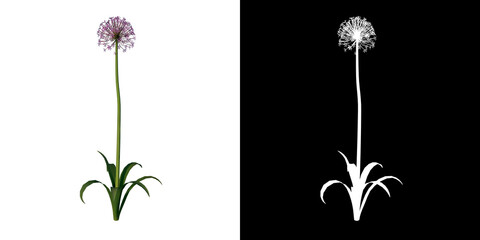 Front view of Plant Flower ( Allium giganteum 1) Tree png with alpha channel to cutout made with 3D render - obrazy, fototapety, plakaty