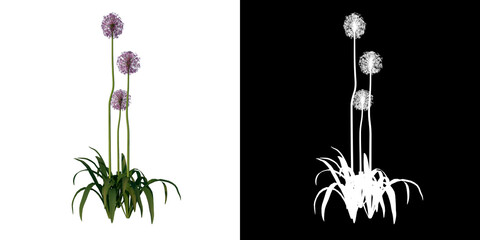 Front view of Plant Flower ( Allium giganteum 3) Tree png with alpha channel to cutout made with 3D render - obrazy, fototapety, plakaty