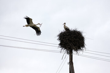 White stork with tree twig in beak returning to his nest in the spring season. The stork's nest...