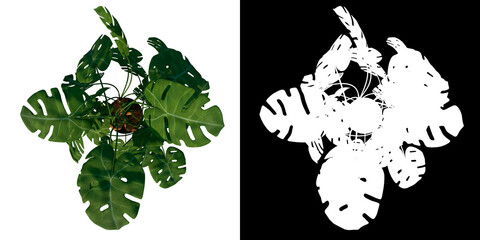 Top view of Plant ( Monstera deliciosa in pot 3) Tree png with alpha channel to cutout made with 3D render	
