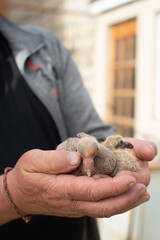A pair of pigeon chick in fancier hand