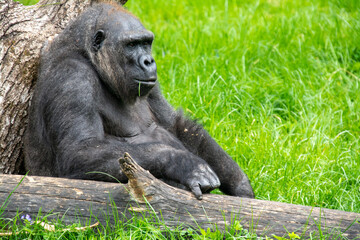 Westlicher Flachlandgorilla im Freigehege im Zoo