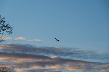 Silhouette of red kite on blue sky with clouds during winter sunset in Sweden