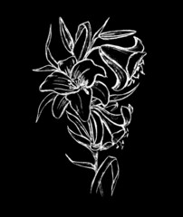 Bouquet of white flowers on a black background