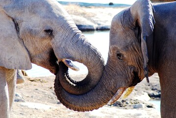 Elephant 60 © Jamie