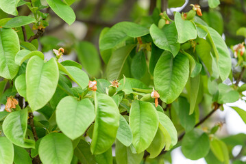 Young fruits of chinese quince, on the branch