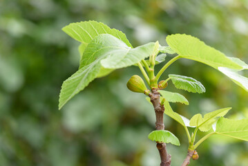 Young fruits of fig, on the tree