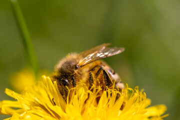 Detail closeup of honeybee, Apis Mellifera, european, western honey bee covered in yellow pollen.
