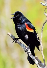 red winged blackbird