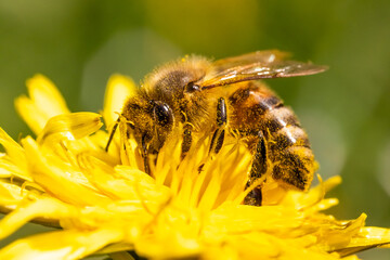 Detail closeup of honeybee, Apis Mellifera, european, western honey bee covered in yellow pollen.