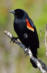 red winged blackbird