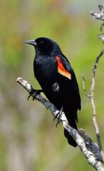 red winged blackbird