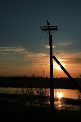 Zachód słońca na Podlasiu, bocian, gniazdo, rozlewiska, Narew © Marcin
