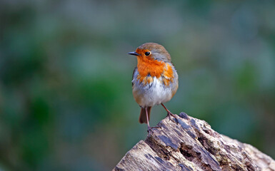 Eurasian robin perched on a log in the wood