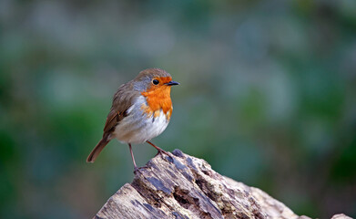 Eurasian robin perched on a log in the wood