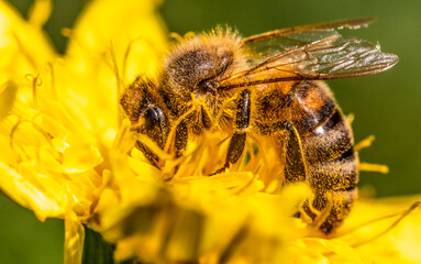 Detail closeup of honeybee, Apis Mellifera, european, western honey bee covered in pollen on yellow Dandelion flower. Selective focus, blured background