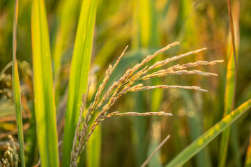 A piece of golden rice, rice waiting to be harvested