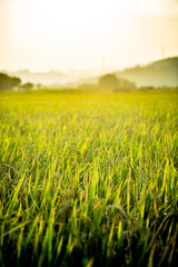 A piece of golden rice, rice waiting to be harvested