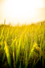 A piece of golden rice, rice waiting to be harvested