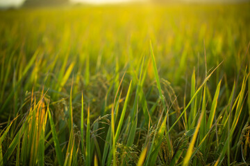 A piece of golden rice, rice waiting to be harvested
