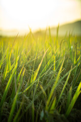 A piece of golden rice, rice waiting to be harvested