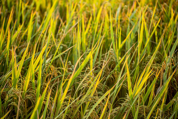 A piece of golden rice, rice waiting to be harvested