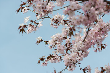 blossoms in spring