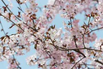 pink flowers and budding leaves on a light blue sky