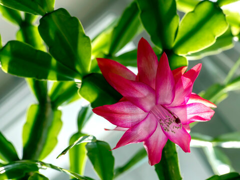 pink Christmas cactus flower on the windowill