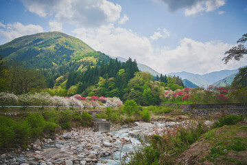 長野県阿智村　花桃の里