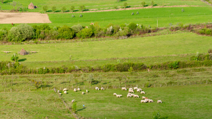 cows grazing