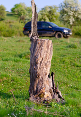 Obraz premium old trunk