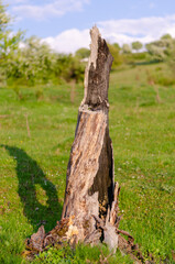 Fototapeta premium tree trunk