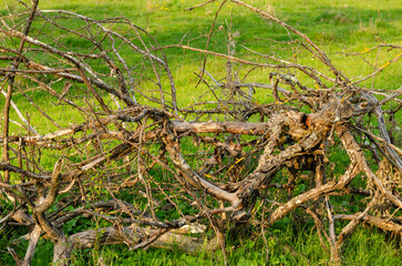 dry branches 