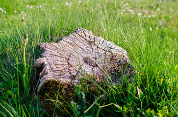 Tree stump