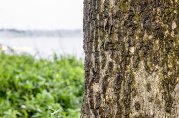 Rugged tree trunk background with copy space beside the urban river