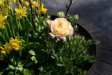 ranunculus and daffodil flowers in a springtime arrangement