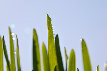 Gouttes d'eau sur feuilles
