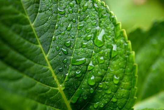 Gouttes d'eau de pluie sur feuilles