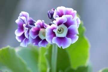 Close-up of the bunch of primrose auricula flowers