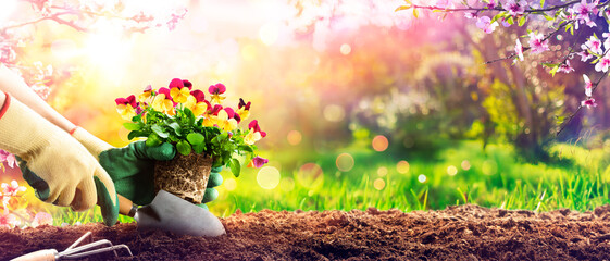 Gardening - Planting A Purple Pansy In Garden With Abstract Defocused Bokeh Light